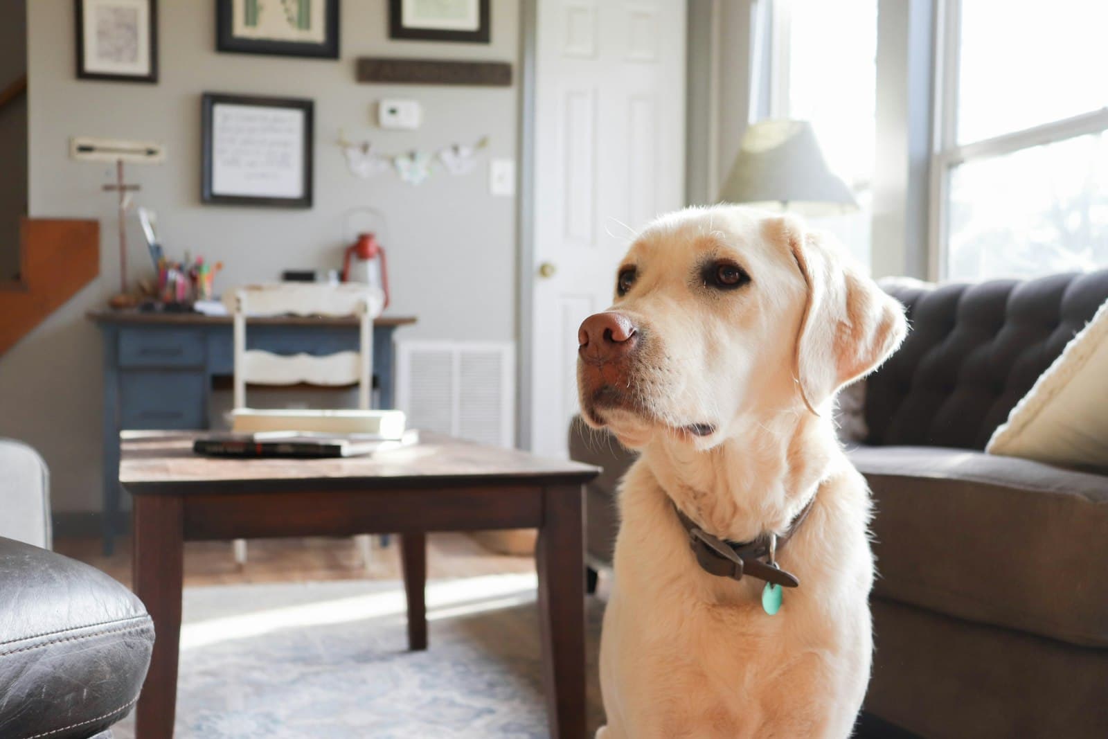 Pet Policies for Rental Properties