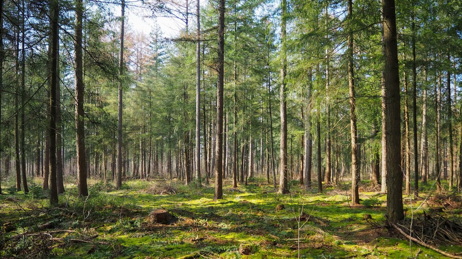Preparing Your Rental Property for Wildfire Season