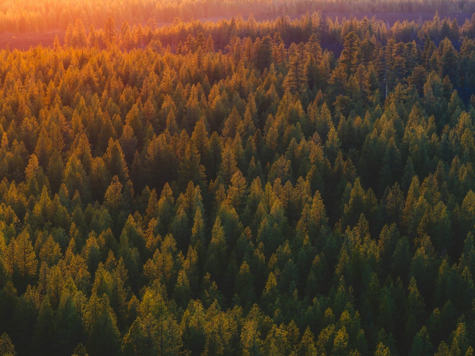 Wildfire Safety in Central Oregon: A Preparedness Guide